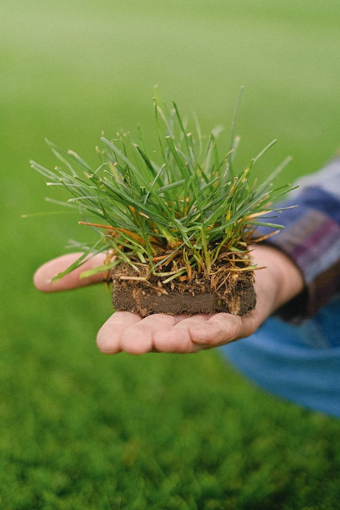 A detailed close-up of hands holding a small patch of grass, showcasing nature and agriculture.