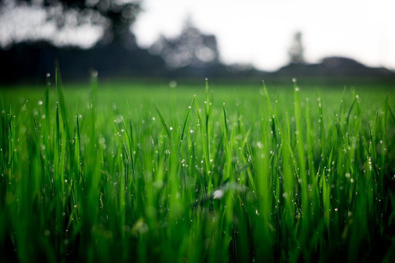 The Art of Drawing Readers In: Your attractive post title goes here Close-up of lush green grass covered with morning dew in a rural field.